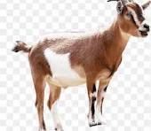 Goat Meat